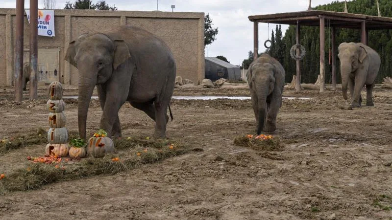 Türkiye’de dünyaya gelen ilk fil 14 yaşında