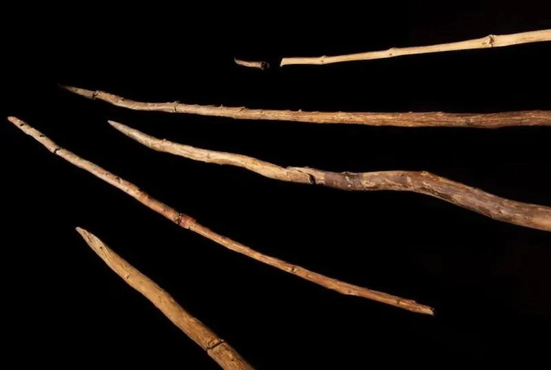 Neandertallerin 300.000 Yıl Önce Yaptığı Ahşap Aletler İncelendi