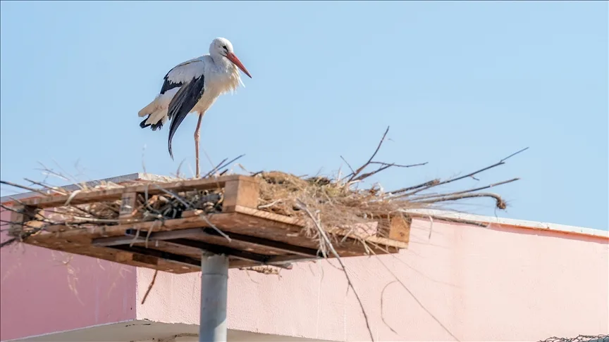 Göç yolculuğuna katılmayan leylek “Dicle”ye tedavisinin yapıldığı merkez yuva oldu