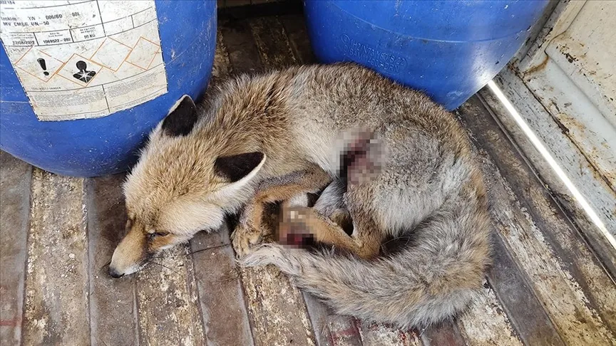 Çorum’da yaralı bulunan tilki koruma altına alındı