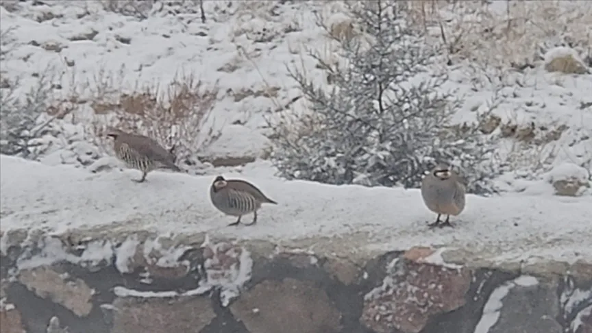 Çankırı’da keklikler karlı arazide yiyecek ararken görüntülendi