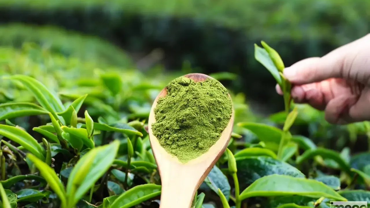 Uzmanı uyarıyor! Matcha çayını günde 1-3 fincan tüketin!