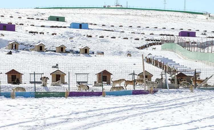 Van’da “doğal yaşam alanı” sahipsiz hayvanlara yuva oldu