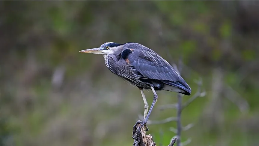 ABD’nin California eyaletinde büyük mavi balıkçıl kuşları görüntülendi