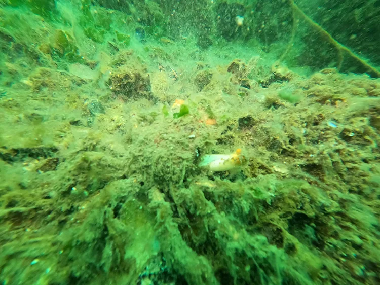 Bursa’da dalgıçlar Marmara Denizi’ndeki yoğun müsilajı görüntüledi