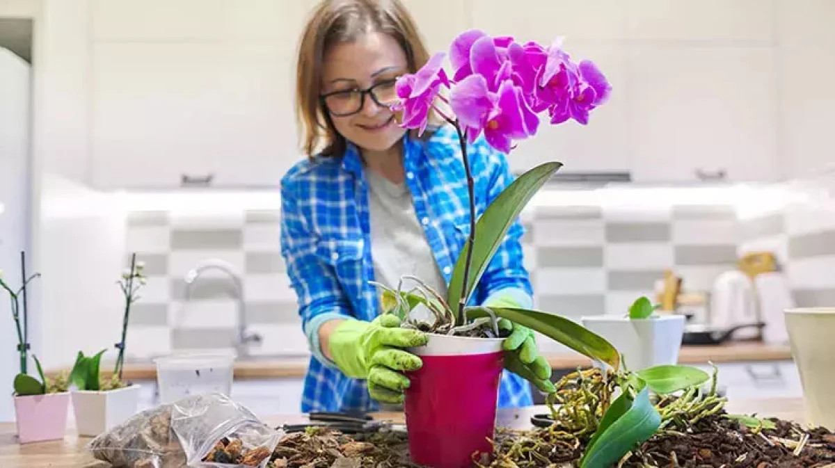 Mercimek suyunu lavaboya değil saksıya dökün, dallar nasıl çiçekle doluyor görün