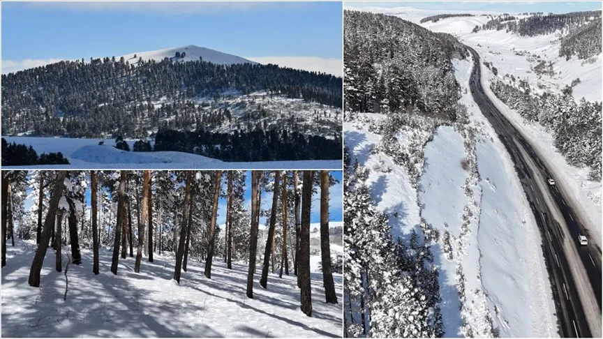 Sarıkamış’ta sarıçam ormanları beyaza büründü
