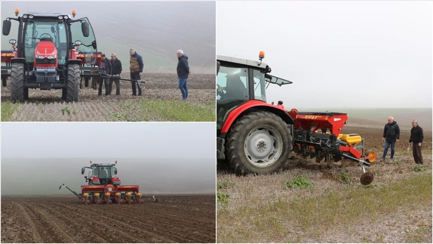 Edirne’de farklı ekim metotlarıyla ayçiçeğinin kuraklığa karşı dayanıklılığı test ediliyor