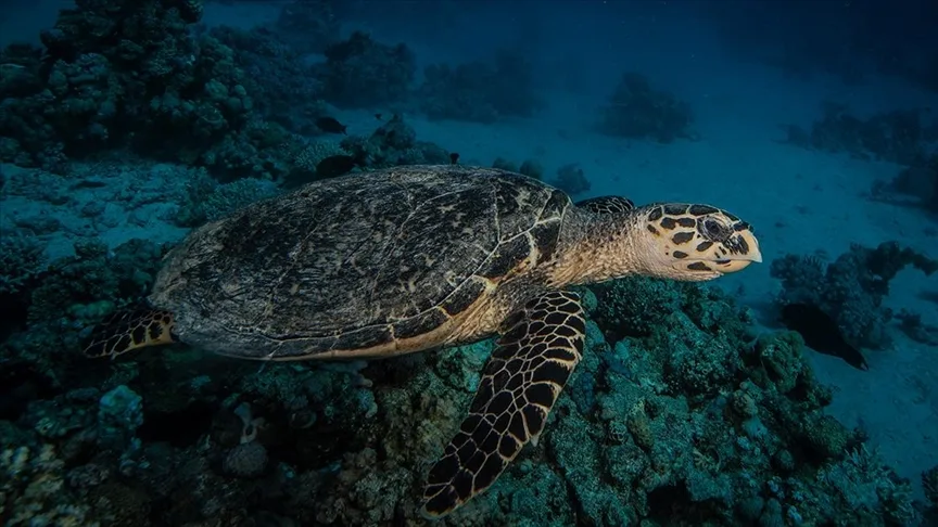 Bilim insanları deniz kaplumbağalarının “kayıp yılları”na ışık tuttu