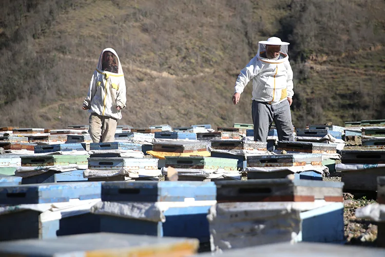 Ordulu arıcı, yarım asırdır kaliteli bal mesaisinde