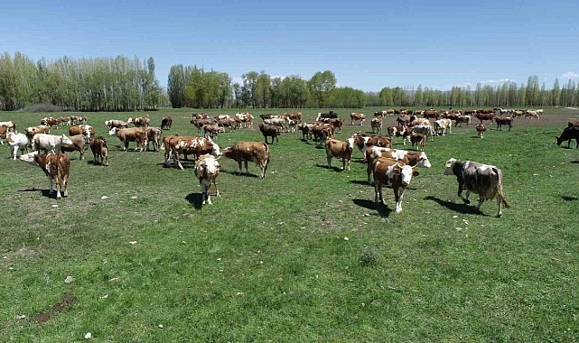 Kırsalda Bereket Projesiyle Hayvancılığa Büyük Destek