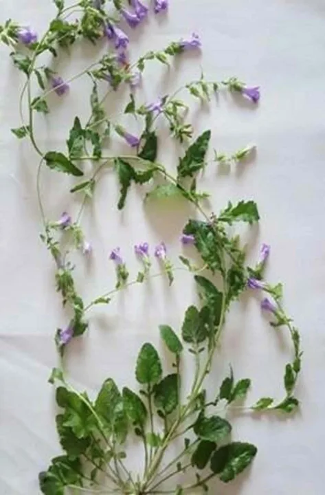 Türkiye’de yeni bir bitki türü keşfedildi..Sadece yasaklı bölgede yetişiyor! 