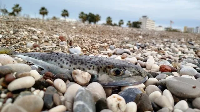 Balon balığını karaya çıkarana 3 bin 770 lira ceza kesilecek
