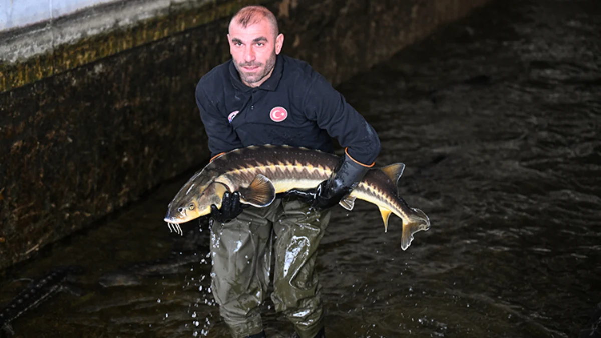 Türk havyarı dünya piyasasında olacak