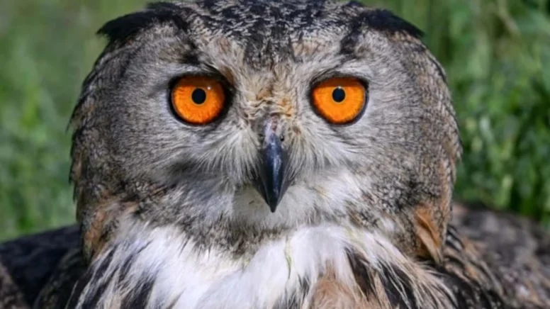 Gecelerin gizemli kanatları.. Uğursuz mu, bilge mi?