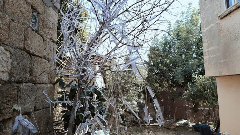 Soğuk hava meyve üreticilerini  vurdu!