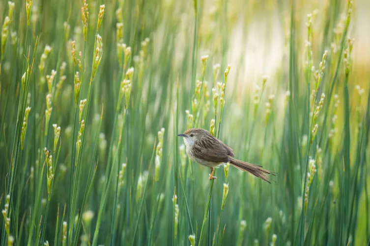 131 sulak alan koruma altında