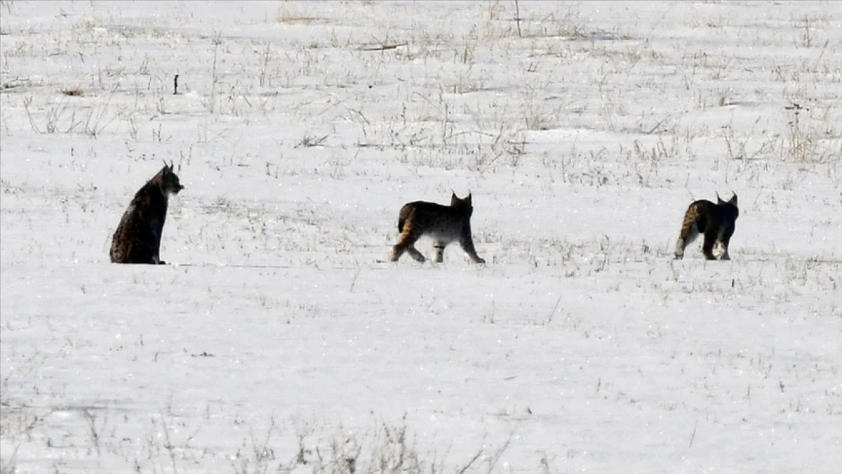 Sarıkamış Ormanları’nda “Ormanın Gece Hayaleti” yavrularıyla görüntülendi