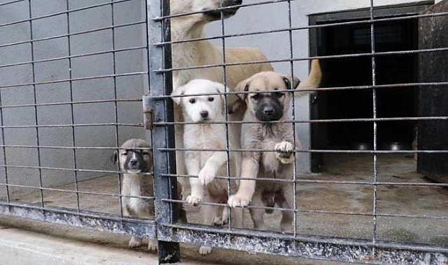 Hayvan Bakımı İçin Belediyelere Yeni Düzenleme