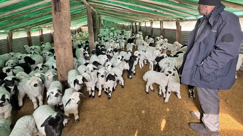 Göçerlerin zorlu kış mesaisi: Kuzulama sezonu başladı