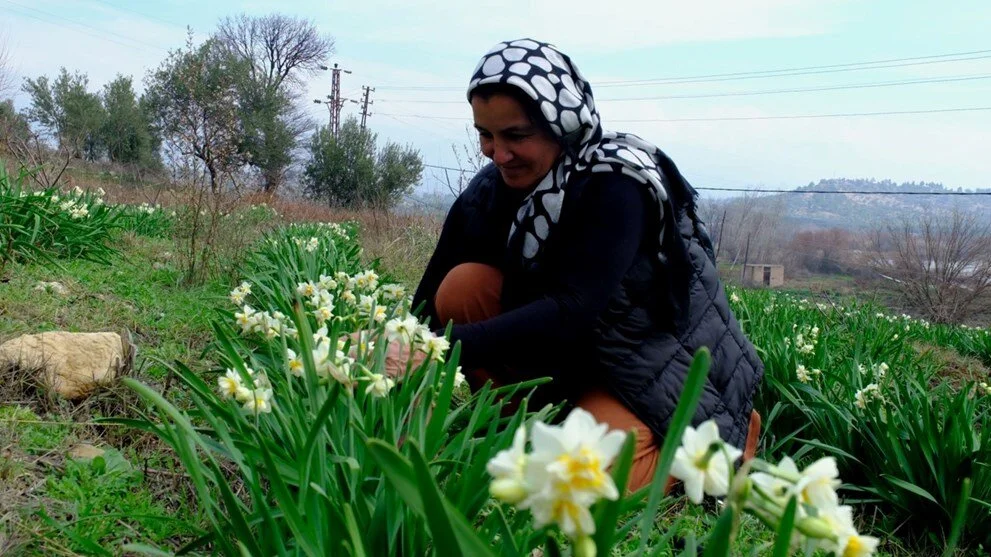 Nergis Üretiminde Yeni Bir Başarı Hikayesi