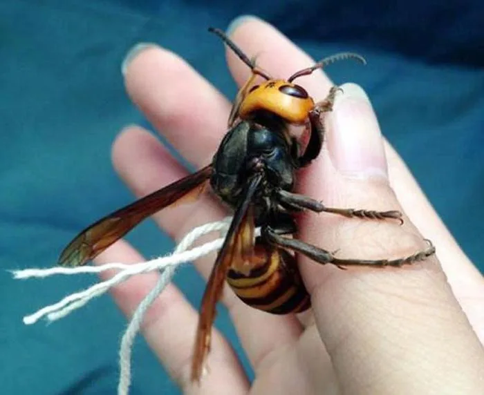 Kahverengi kokarcaya karşı 1 milyon japon samuray arı doğaya salınacak