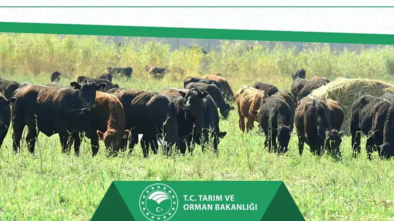 Hayvancılığa Büyük Destek..Kırsalda Bereket Projesi Başladı!