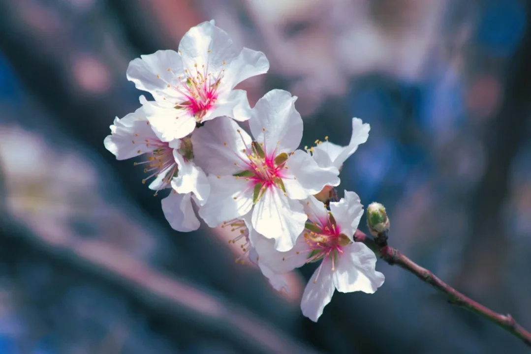 Badem ağaçları baharı müjdeledi