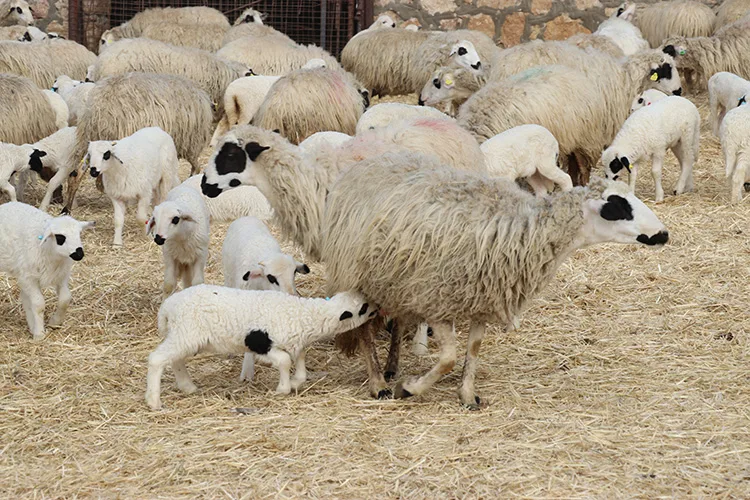 Amasya’da süt kuzularının anneleriyle buluşma anı güzel görüntüler oluşturdu