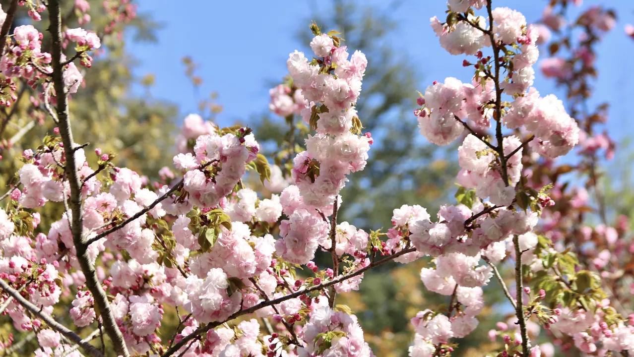 Sakura Ağaçları İstanbul’da Çiçek Açtı