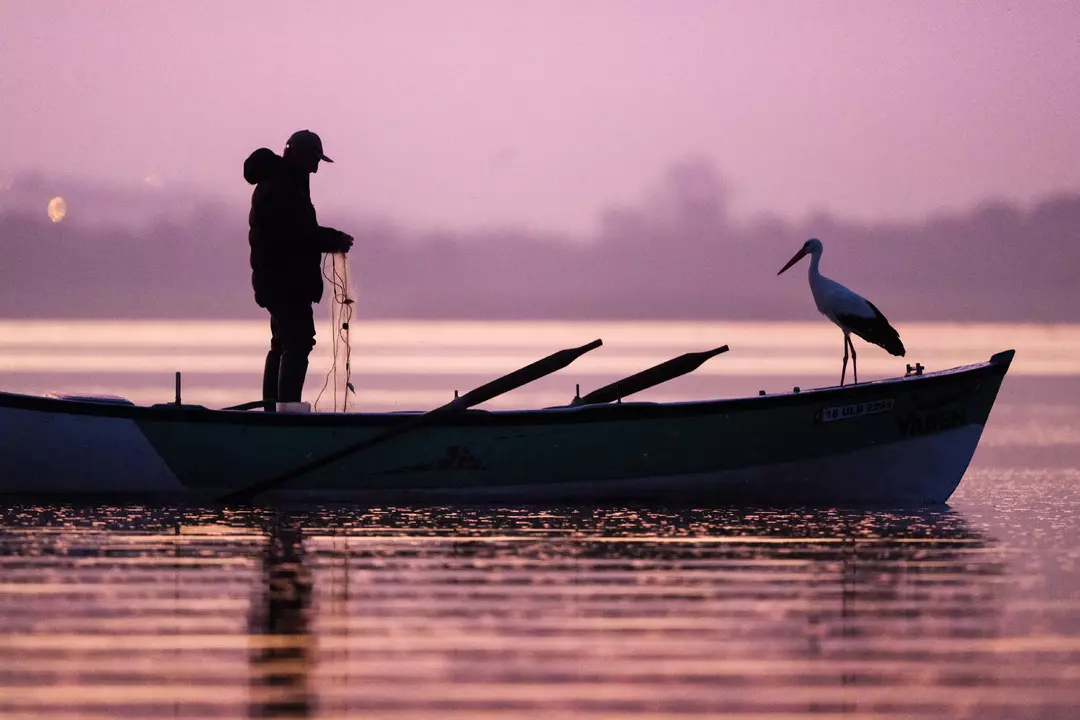 Yaren leylek 14’üncü yılda da göçüp geldi.. yerli ve yabancı turistler Yaren leylek için köye akın etti