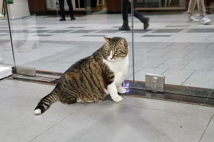 Obez kedi “Dombili” sokağın maskotu oldu