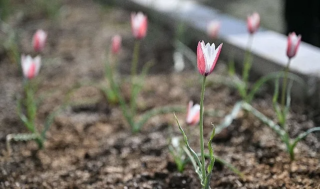 Bornova Lalesi 30 yıl sonra yeniden çiçek açtı