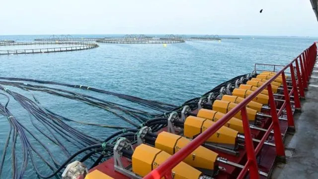 Doğu Karadeniz’den 2 ayda 8,6 milyon dolarlık somon ihracatı