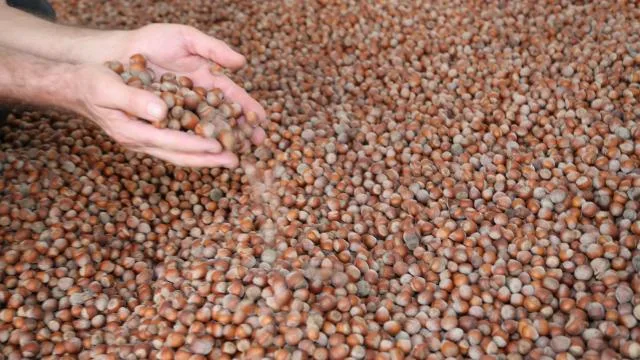 Fındık ihracatından 6 ayda 1,5 milyar doları aşkın gelir