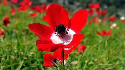 İkinci Cemre suya düştü, sıcaklıklar artacak