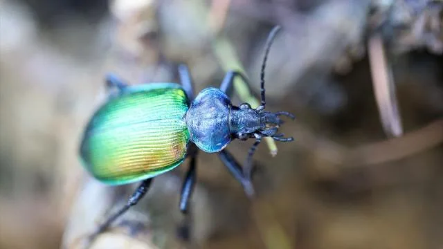 Ormanların gizli koruyucuları: 856 bin “terminatör böcek” görevde