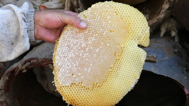 “Bitlis balı” tescillendi