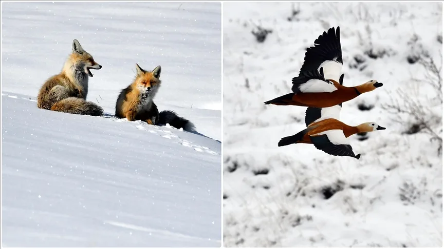 Kars’ta kızıl tilki ve yaban kuşları yaşam alanlarında görüntülendi