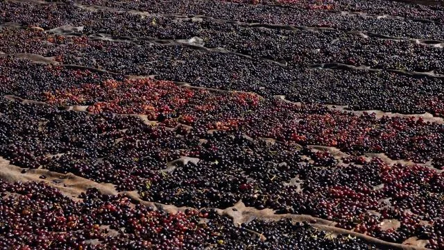 Geçen yıl en fazla hasar ödemesi kurutmalık üzüme yapıldı