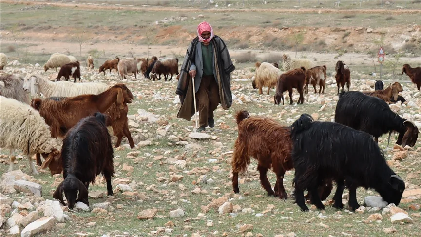 Şanlıurfalı küçükbaş hayvan yetiştiricileri meraların yeşermesi için bahar yağışlarını bekliyor
