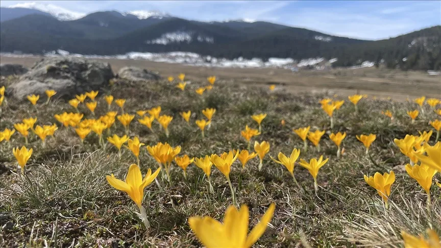 Bolu’daki Sarıalan Yaylası’nda çiğdemler çiçek açtı