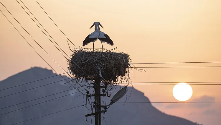 Tunceli’de 6 yıldır göç etmeyen iki leylek, Pertek ilçesini mesken tuttu