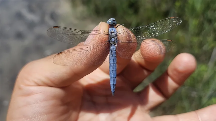 Iğdır’daki kuş araştırmaları sırasında 38 yusufçuk türü tespit edildi