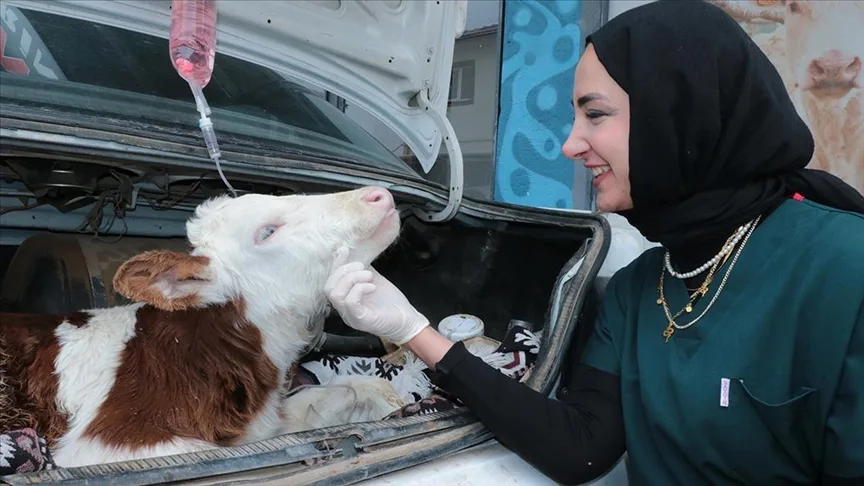 Yozgat’ta hastalanan buzağı otomobille veterinere taşındı