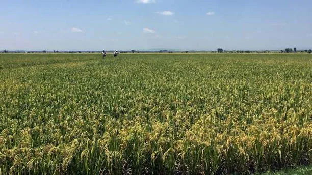 ‘Güçlü direnç’