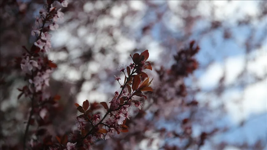 Edirne’de “ani hava değişimi” zirai ürünlerin gelişimini durdurdu