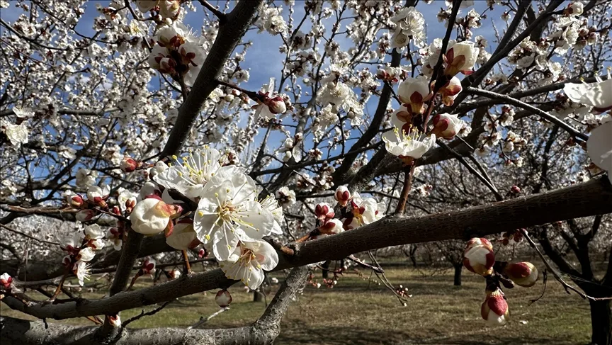 Iğdır’da ağaçların çiçek açtığı kayısı bahçeleri, beyaz örtüyle kaplandı.