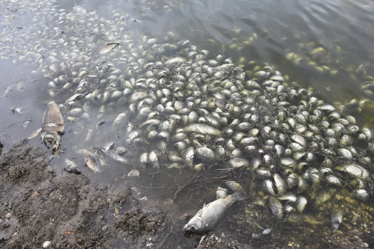 Sivas’ta baraj göletinde binlerce ölü balık görüldü