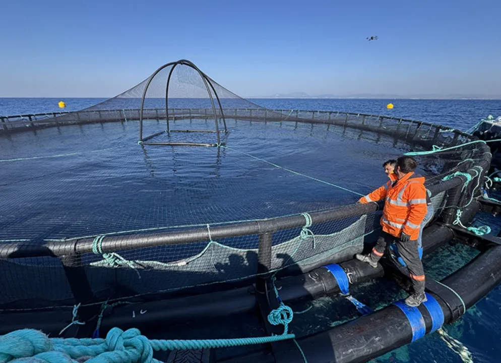 Adana’da kafes balıkçılığıyla üretim 10 kat artacak